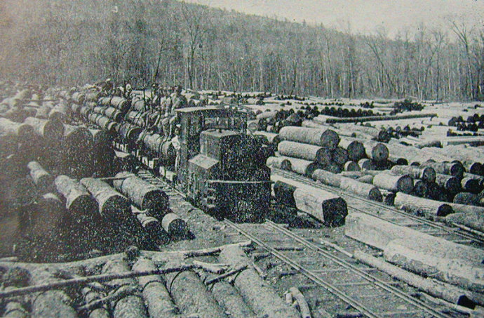 03 用森林小火车将木材送往加工厂