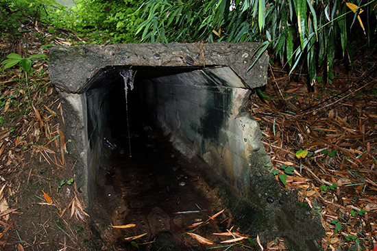 竹林后的一个洞，据当地群众说可能是防空洞，也可能是藏炸弹的地方。 