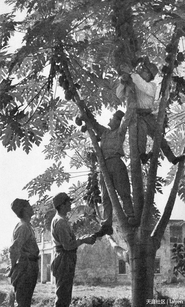 1940年1月，广西南宁，摘木瓜的日军安川部队士兵。