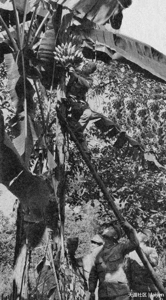 1940年1月，广西南宁，摘香蕉的日军部队士兵。