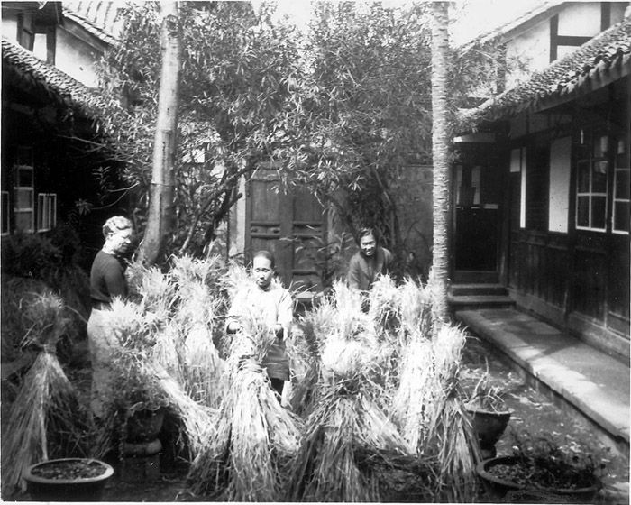 晒干准备铺成床垫的稻草（1940年，金陵女子文理学院）